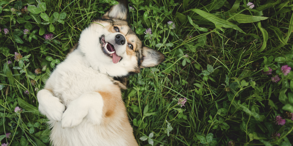 What if supporting the ear microbiome could change how we approach ear care in dogs?