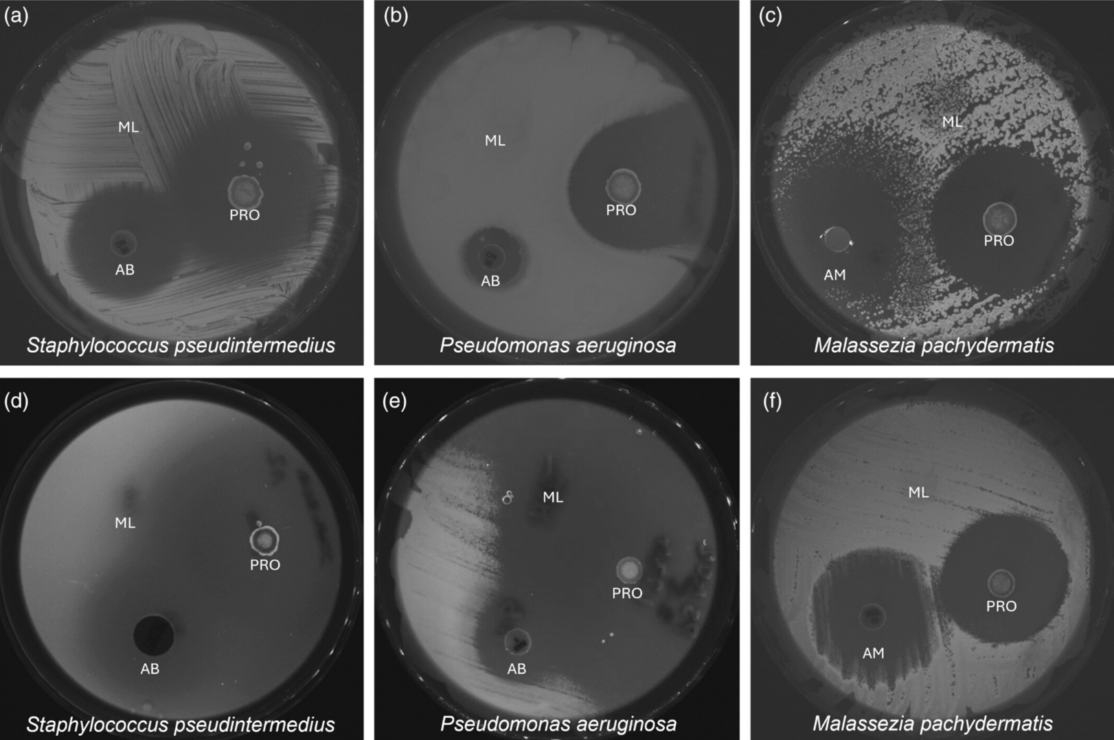In vitro inhibition of canine ear pathogens by probiotic ear drops (PRO), antibiotics/antimycotic (AB/AM) and a negative control (Micrococcus luteus—ML). Each panel (a–f) shows inhibition zones for a single pathogen: Staphylococcus pseudintermedius (a, d), Pseudomonas aeruginosa (b, e), and Malassezia pachydermatis (c, f). Antimicrobials used were gentamicin (a, b), neomycin (d), marbofloxacin (e), terbinafine (c), and miconazole (f).